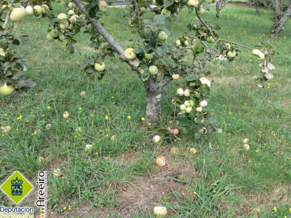 Monilia sp - Manzanas con ataque caidas al suelo.jpg